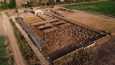 ACERO Y ROCA. Ganadería regenerativa
