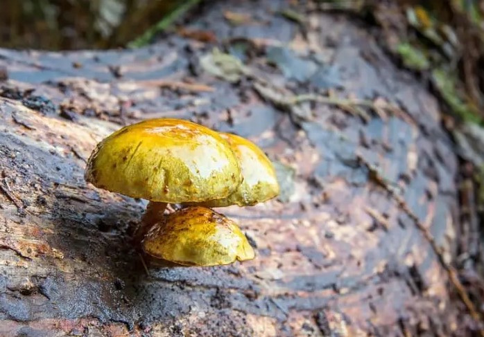 Hongos que producen oro. Un descubrimiento prometedor, que aún requiere de investigaciones adicionales para comprender y entender el verdadero alcance.