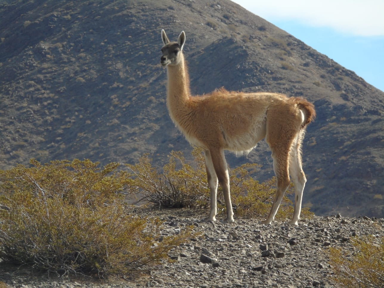 Acero y Roca | Magazine Minero - Guanacos y minería: los censos que salvan la biodiversidad andina