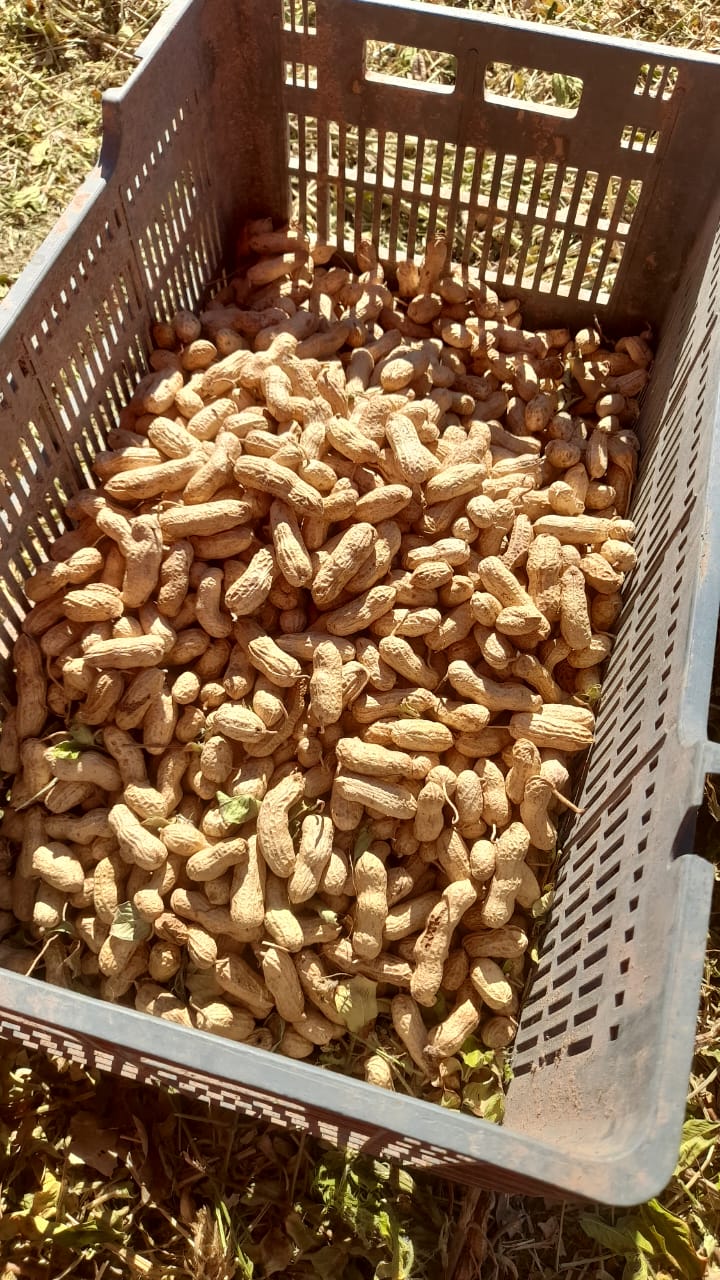Acero y Roca | Magazine Minero - Francisco Castillo cultiva el primer maní sanjuanino y sueña con exportarlo