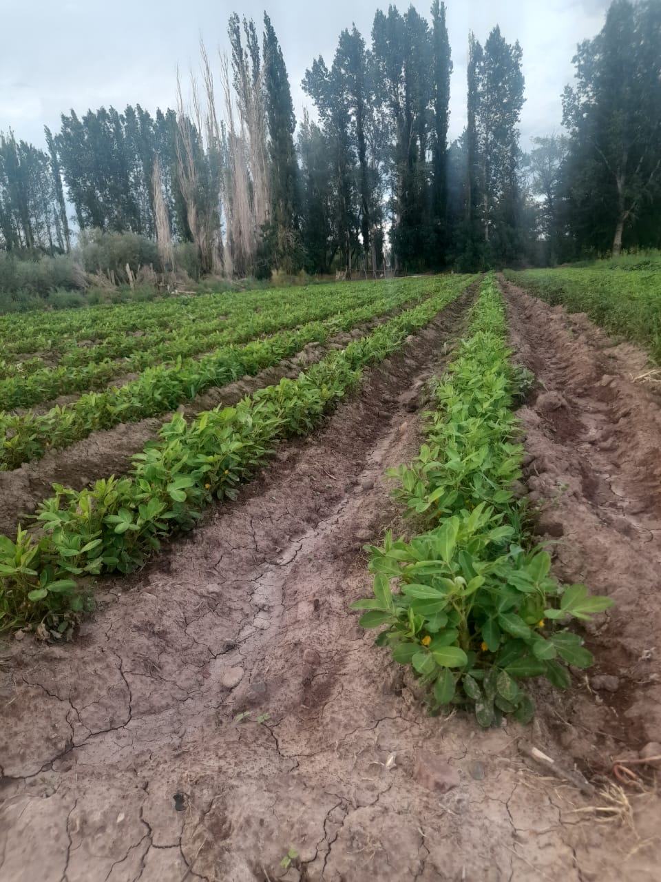 Acero y Roca | Magazine Minero - Francisco Castillo cultiva el primer maní sanjuanino y sueña con exportarlo