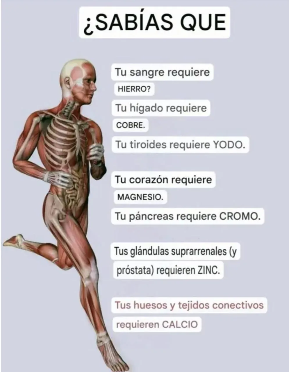 Infografía simple que ilustra la importancia de los minerales para el cerebro, el corazón y los huesos.