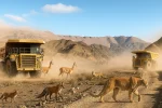 aceroyroca_fauna
