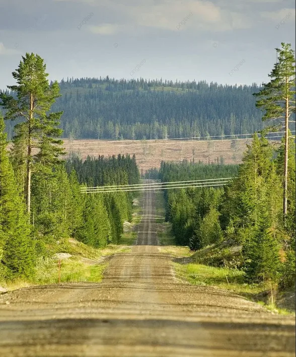Paisaje de un denso bosque de abetos en Laponia, Finlandia, durante el verano.