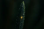 abeto2