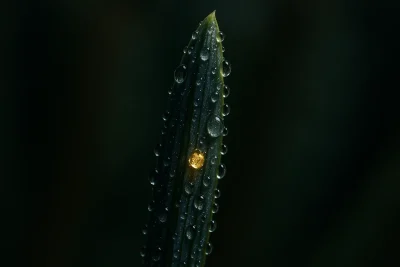 abeto2
