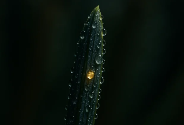 abeto2