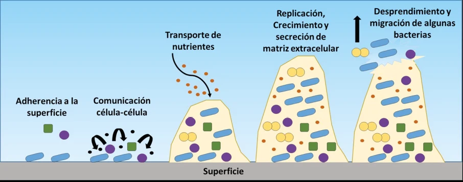  Ilustración científica que muestra una colonia de microorganismos formando un biofilm bacteriano.