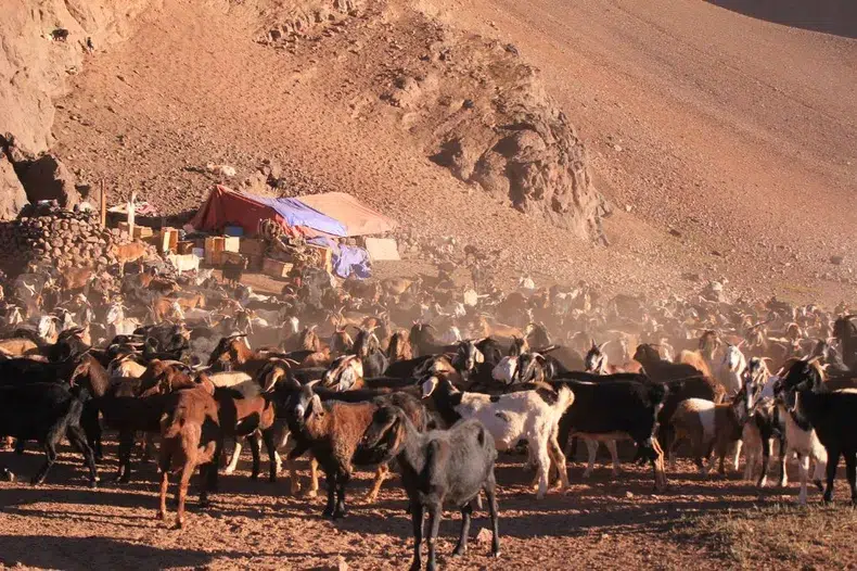 Ganado pastando en paisaje montañoso, representando las veranadas en la cordillera andina.