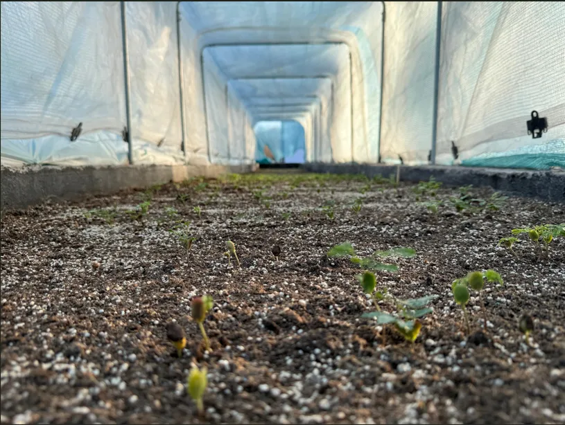 Acero y Roca | Magazine Minero - San Juan: Vivero Calidra producirá 18.000 plantas nativas para reforestar la provincia