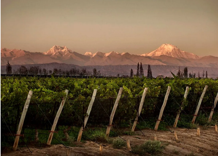 Vista de viñedos cercanos a una zona montañosa en Mendoza, simbolizando la integración de minería y vitivinicultura.