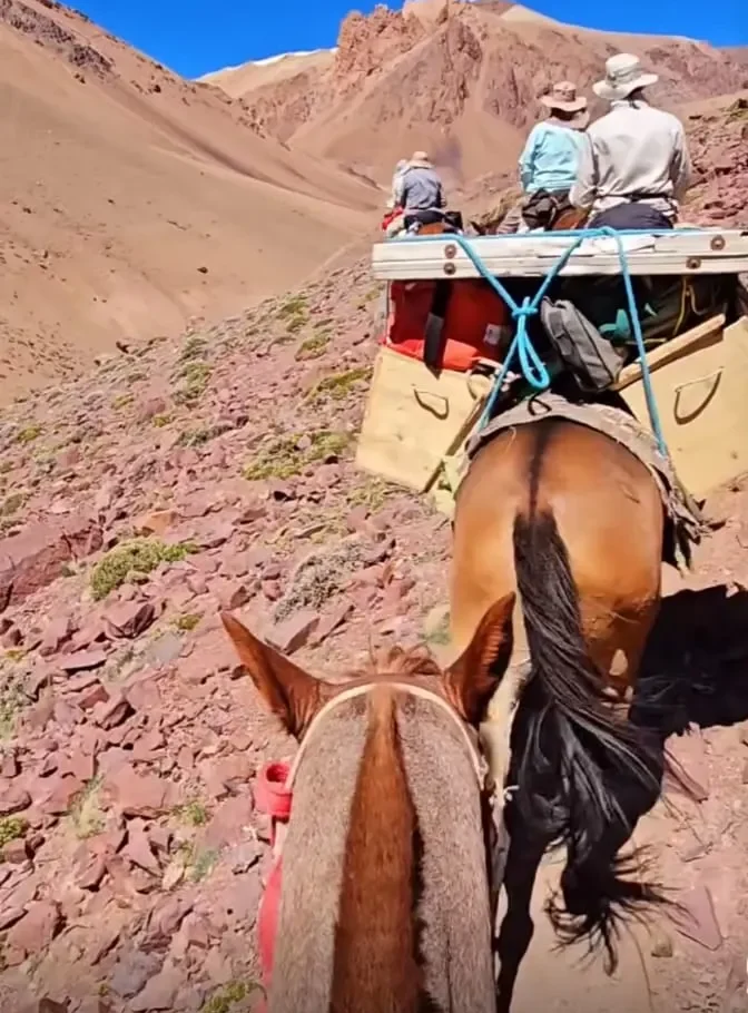 Mulas de carga con equipamiento para la exploración minera en la cordillera.