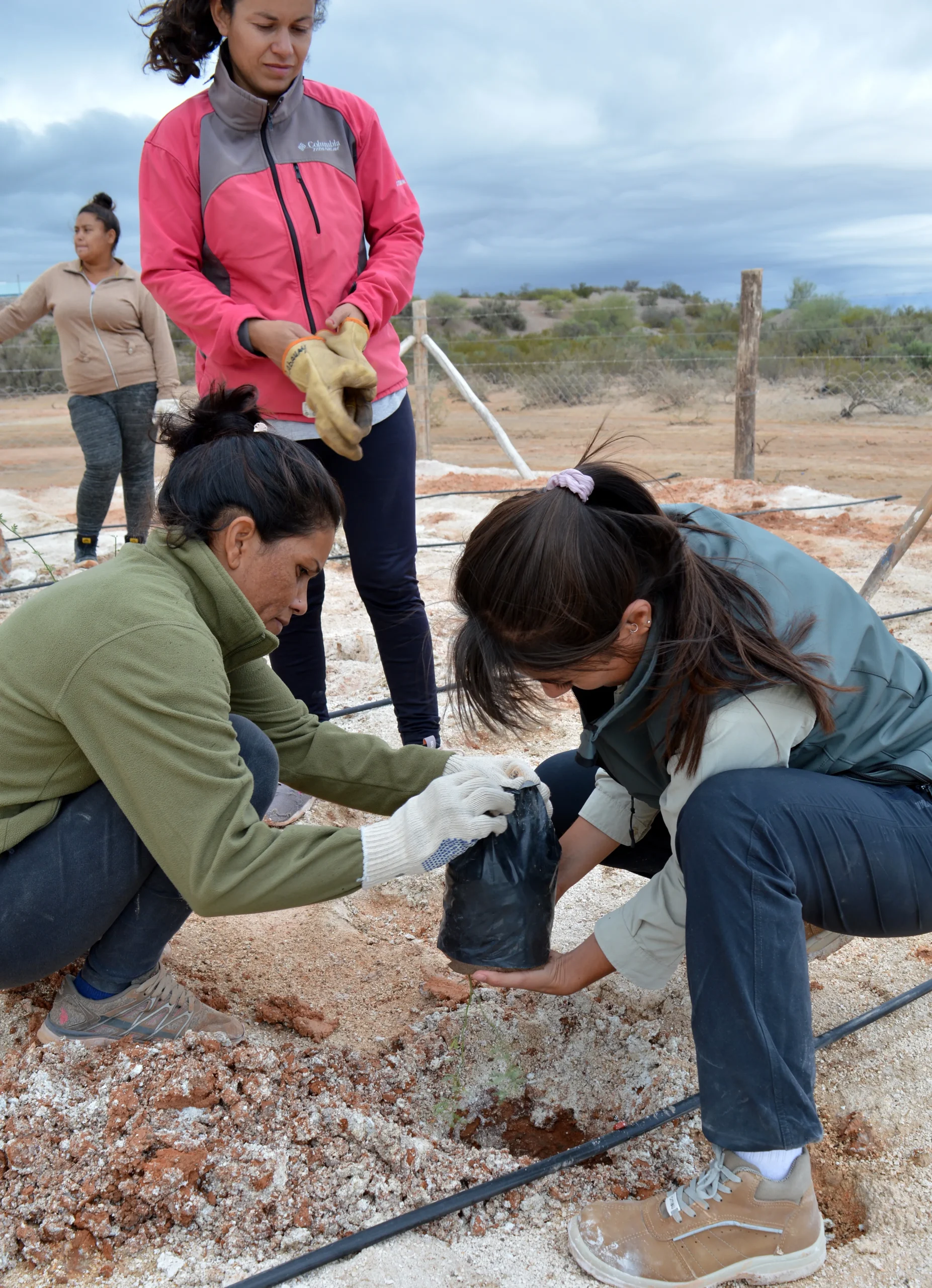 Trasplante de jarilla y retamo para la fitorremediación residuos mineros.