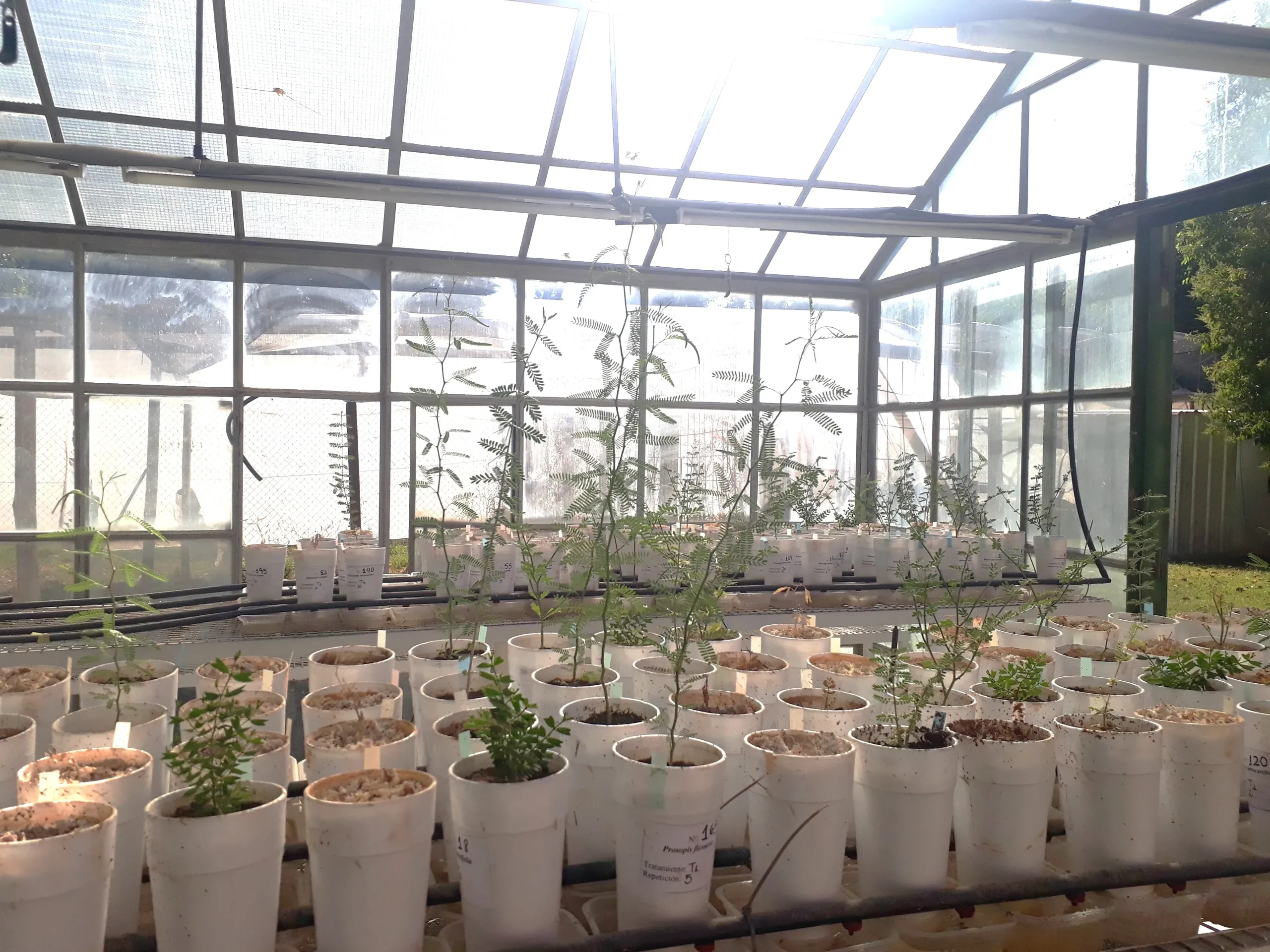 Crecimiento controlado de especies para la fitorremediación residuos mineros.