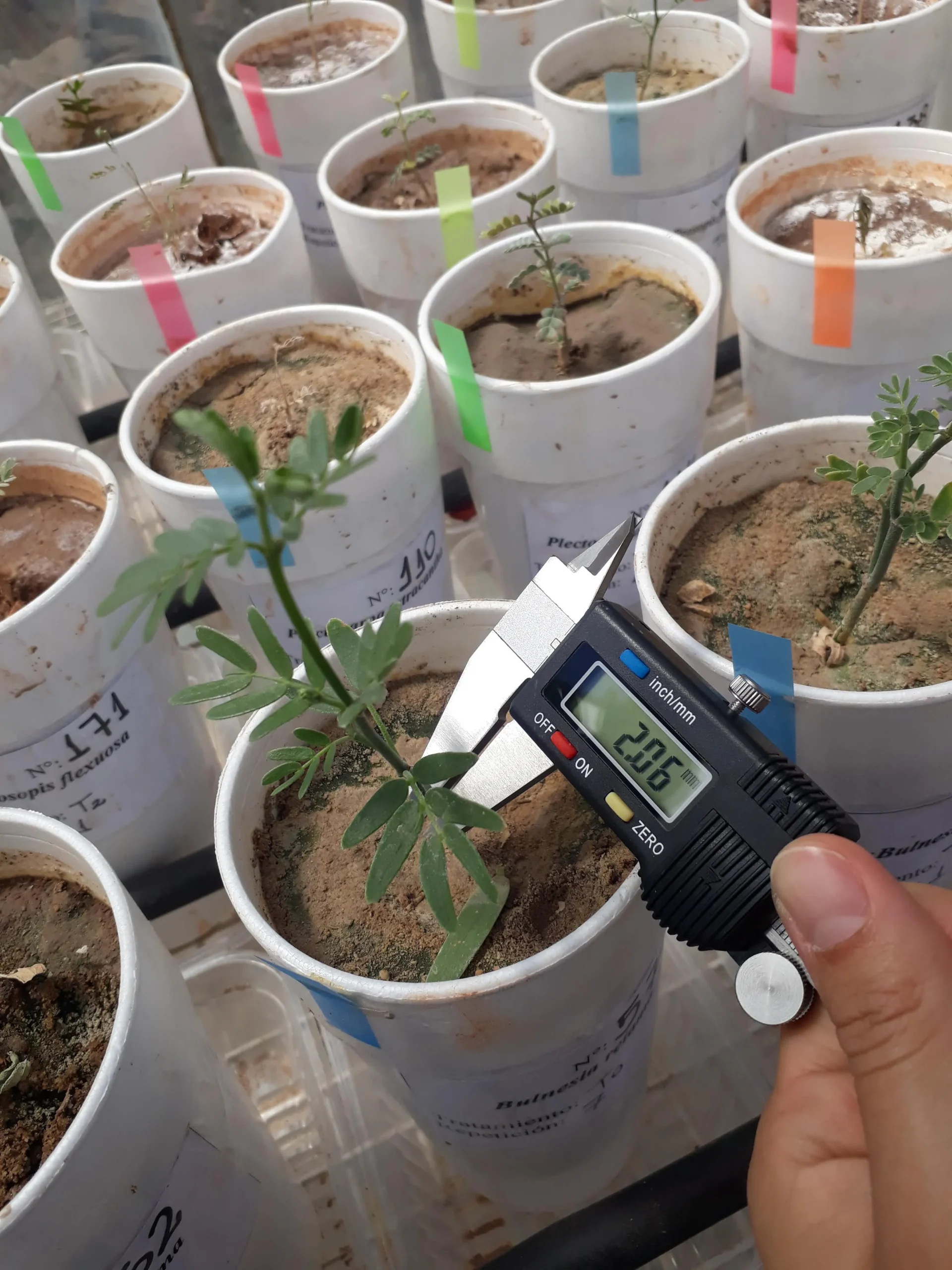 Plantas nativas en macetas en laboratorio para ensayo de fitorremediación residuos mineros.