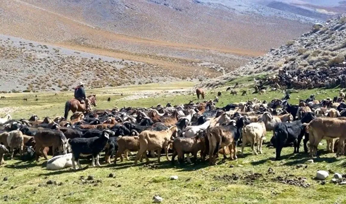 Veranadas Chile: Foto panorámica de rebaño de ganado en veranadas subiendo por un camino cordillerano.