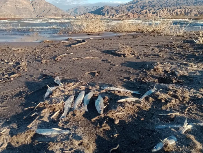 Mortandad de peces en Cuesta del Viento