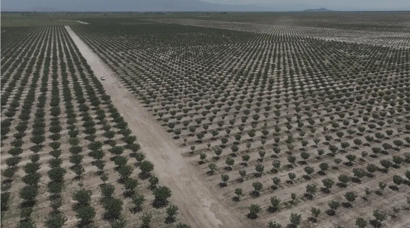 Plantación de pistachos en San Juan, motor del desarrollo agroexportador.