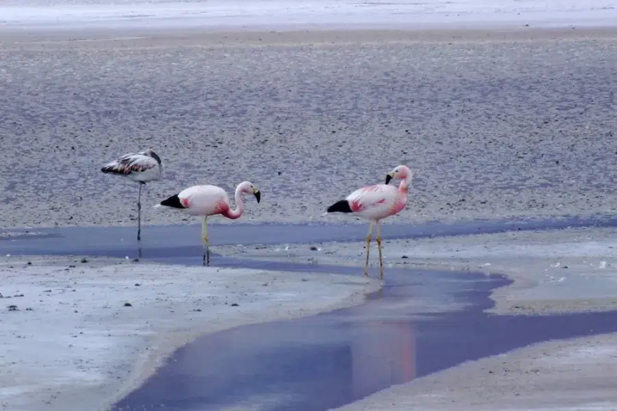 Flamencos en una de las lagunas de la reserva Los Andes.