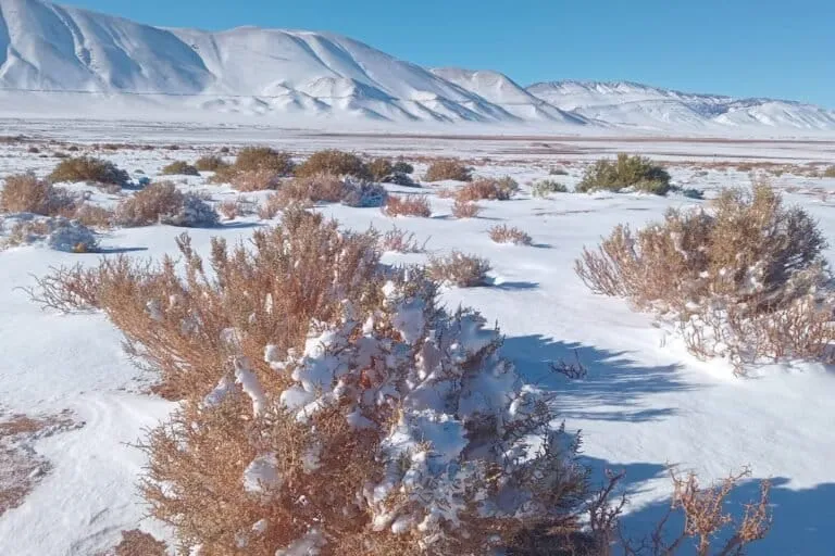 desierto de la Puna salteña. Foto: Mongabay Latam