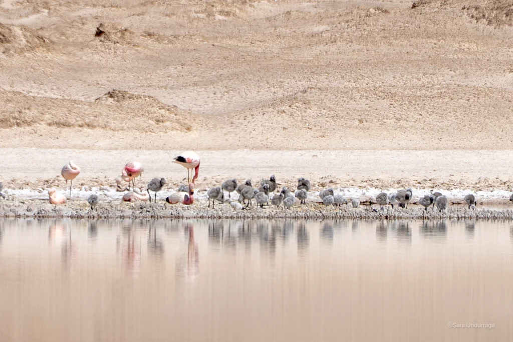 Flamencos altoandinos nidificando en el Salar de Maricunga dentro del área afectada por exploración de litio.