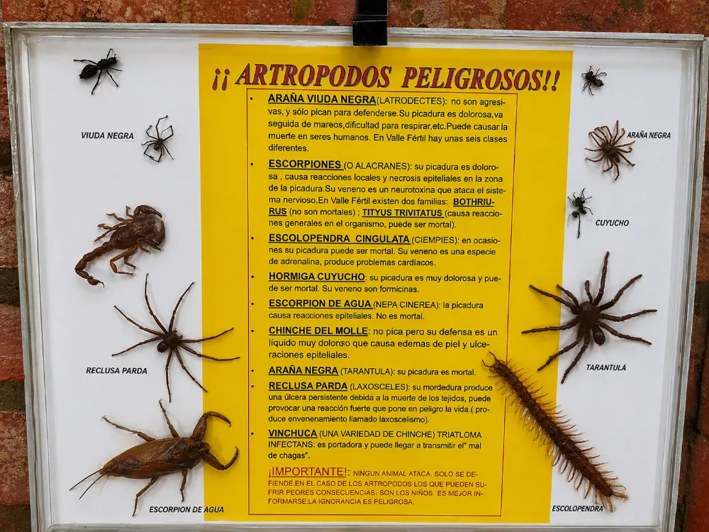 Exhibición de cajas entomológicas en el Museo Piedras del Mundo, con una clasificación técnica de artrópodos y especies locales de Valle Fértil.