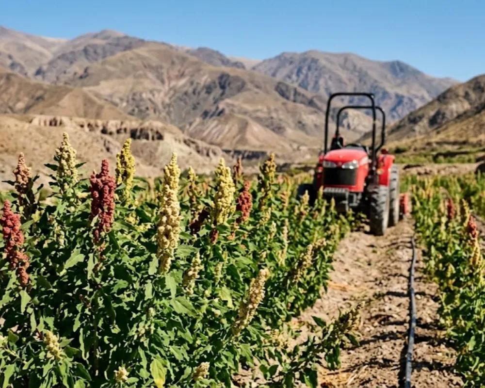 Tractor realizando labores agrícolas en un campo de Barreal con sistemas de tecnología antihelada y presurización.