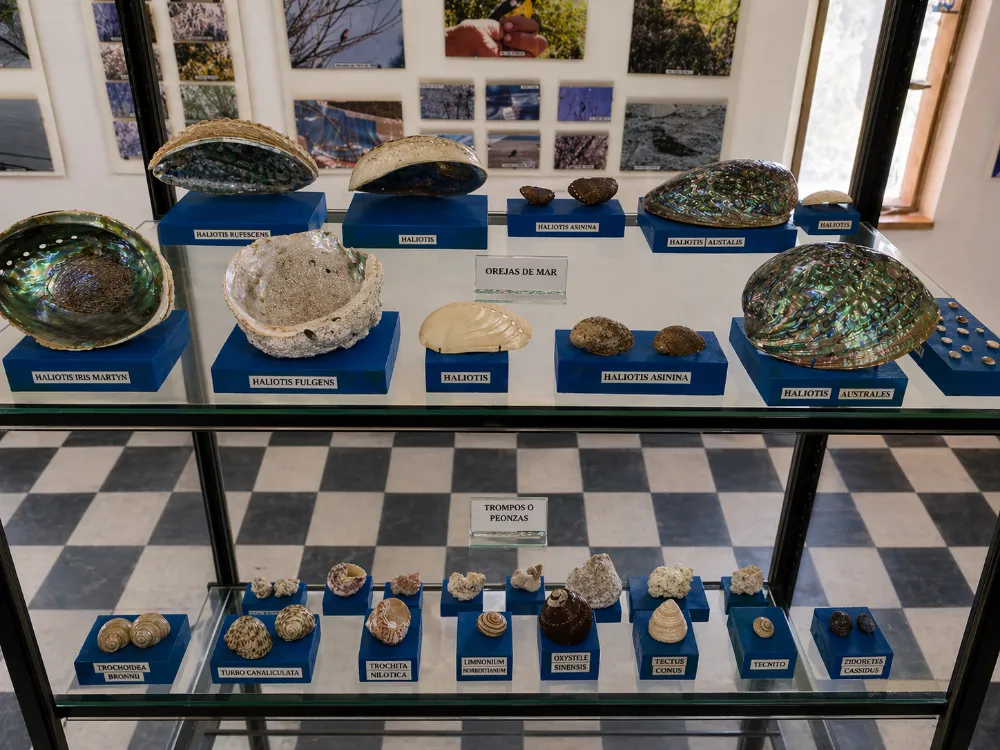 Exhibición de caracoles y conchas marinas de diversas regiones del mundo en la sala central del museo.