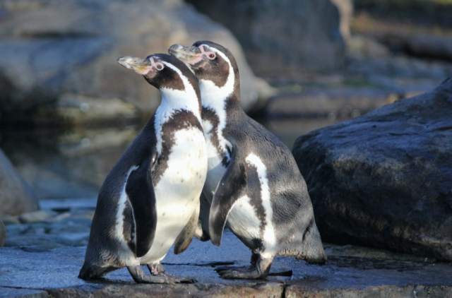 Fauna de Humboldt afectada por proyecto minero Dominga Chile.