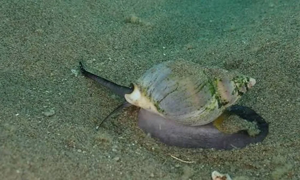 Caracol marino Buccinanops globulosum analizado en los estudios de impacto ambiental por los pasivos mineros Bahía San Antonio.