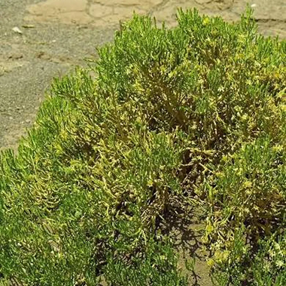 Parastrephia quadrangularis tola
