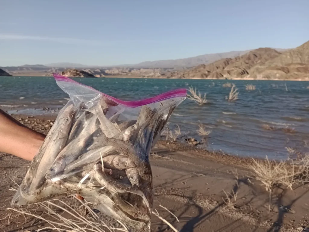 Peces recolectados y conservados en bolsas Ziploc para su posterior análisis de laboratorio tras la mortandad registrada en Cuesta del Viento.