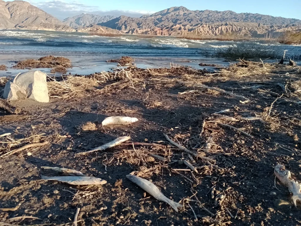 Análisis: peces muertos en Cuesta del Viento y un nuevo informe científico cuestiona el cierre de la causa
