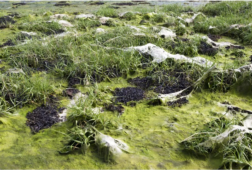 Algas de diferentes especies sobre el suelo