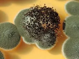 Hongo del género Aspergillus.