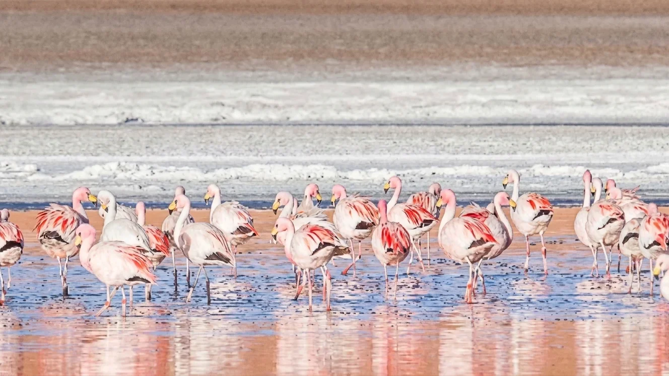flamencos rosados en un río cercano a un salar.