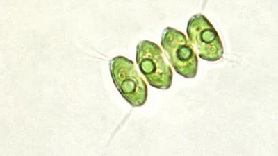 imagen microscópica de la microalga Desmodesmus sp