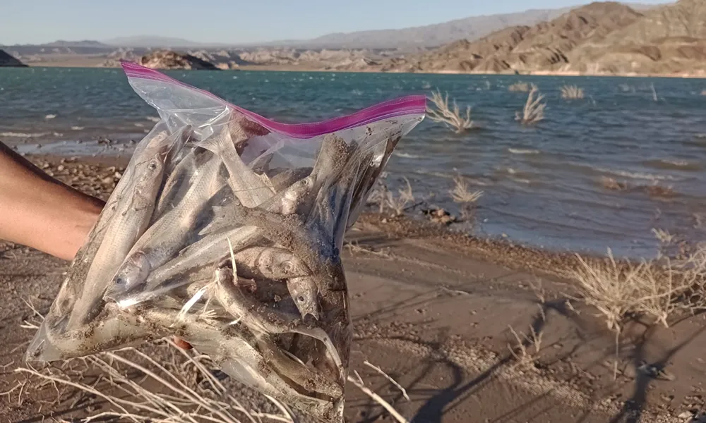 Gobierno y Veladero responden al nuevo informe científico por la muerte de peces en Cuesta del Viento