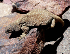 Un lagarto andino y un desafío para la gestión ambiental de la minería