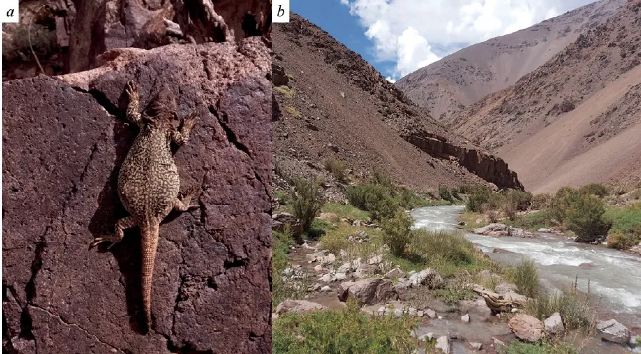 Hábitat rocoso de alta montaña donde habita el lagarto andino en San Juan.