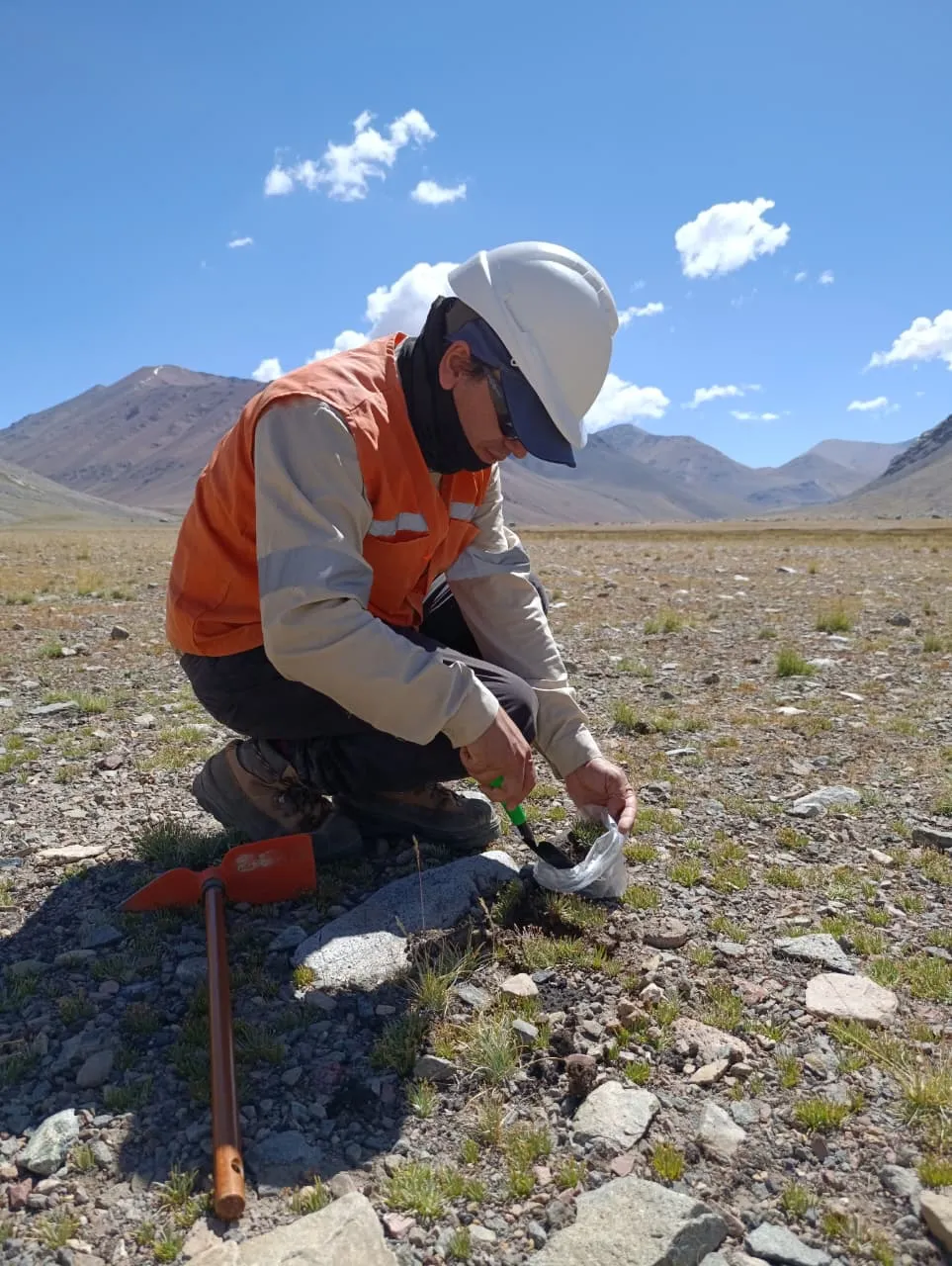 Científico de la UNSJ realizando una toma de muestra de vegetación y suelo con herramientas de precisión en una vega de alta montaña en Los Azules.