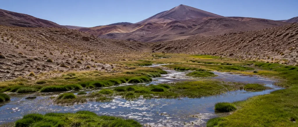 Vega altoandina con vegetación densa y cursos de agua poco profundos en medio de un paisaje árido de montaña.