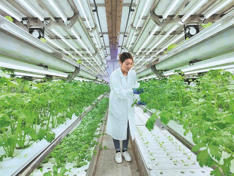 China reconvertirá minas de carbón en desuso en innovadoras granjas subterráneas
