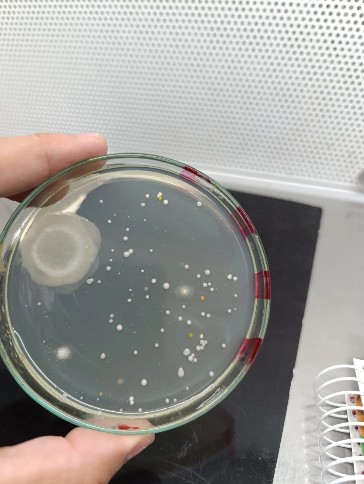 Primer plano de un frasco de ensayo estéril etiquetado con muestra biológica de vegetación y raíces para análisis de laboratorio en la UNSJ.