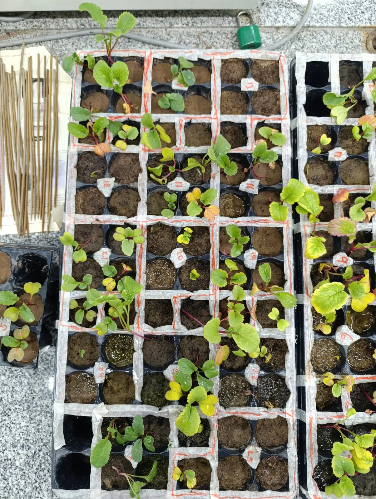 Filas de plantines de especies autóctonas en desarrollo dentro de un vivero biológico para reforestación y remediación ambiental.