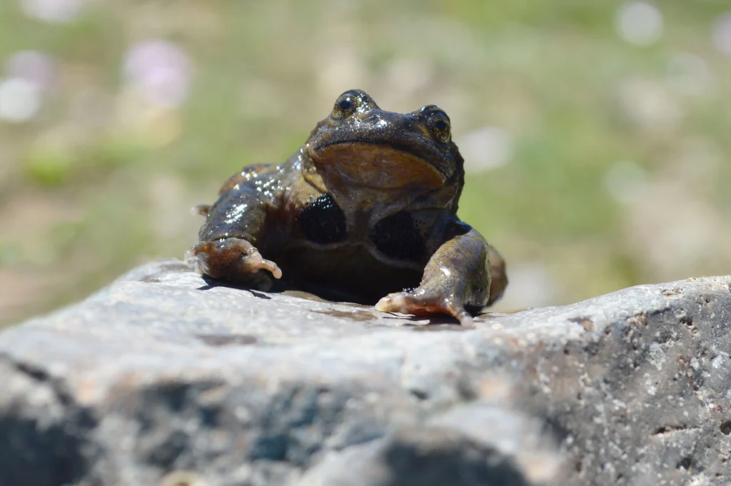 Alsodes pehuenche, una variedad de rana